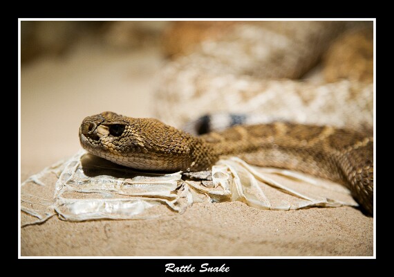 IMG_3630 5D